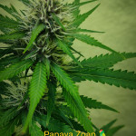 papaya-zoap-auto-fem-sweet-seeds.jpg