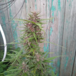 northern-lights-auto-fem-Semyanich.jpg