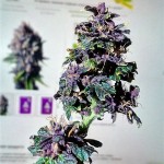 Auto_Purple_Pyramid_Seeds.jpg