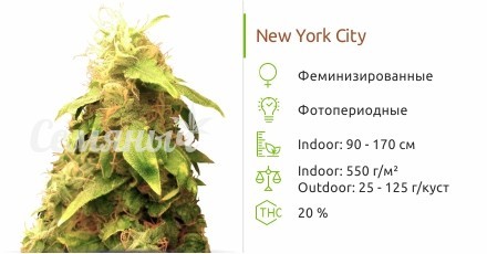 New York City от Pyramid Seeds