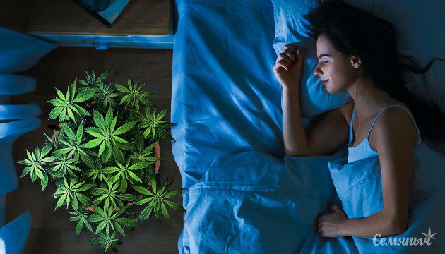 Выращивание конопли в ночное время