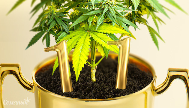 Рекорды марихуаны