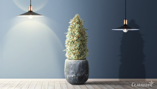 Отвещение конопли