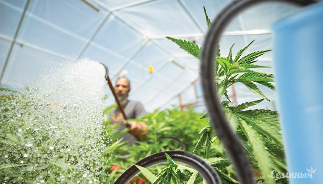 Полив конопли