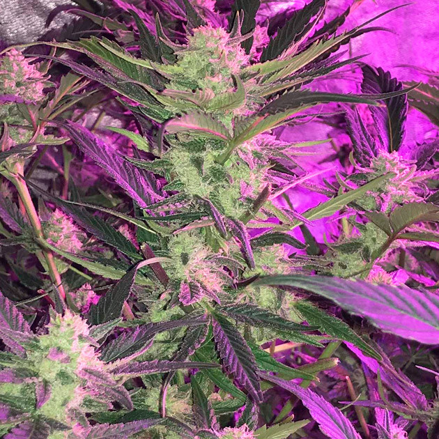 Бутон на кусте