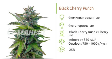 Black Cherry Punch от Pyramid Seeds