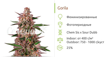 Gorila от Pyramid Seeds