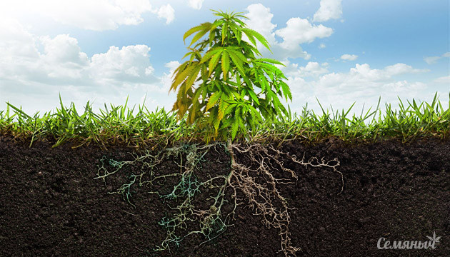 Болезни корневой системы