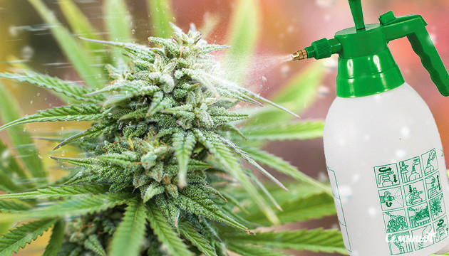 Стимулирование цветения каннабиса